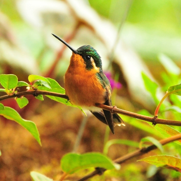 bird watching costa rica