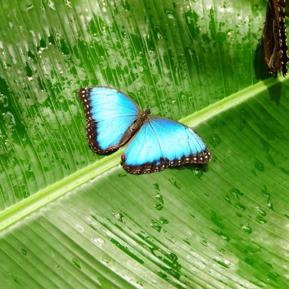 blue morph butterfly costa rica
