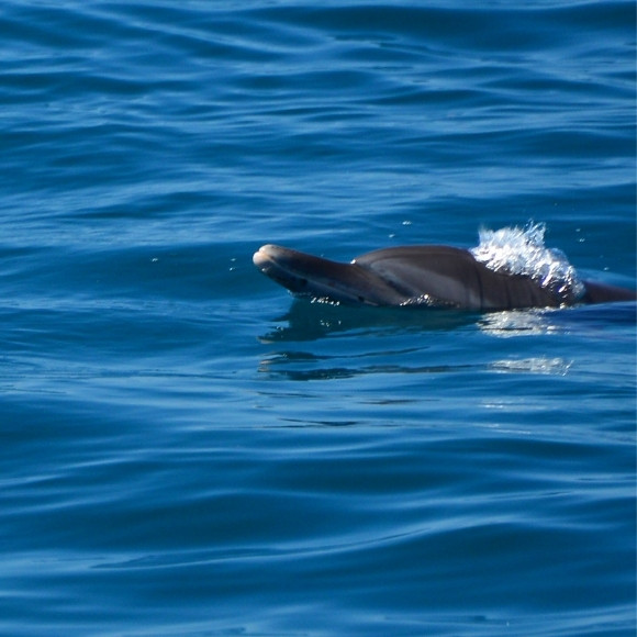 dolphins costa rica