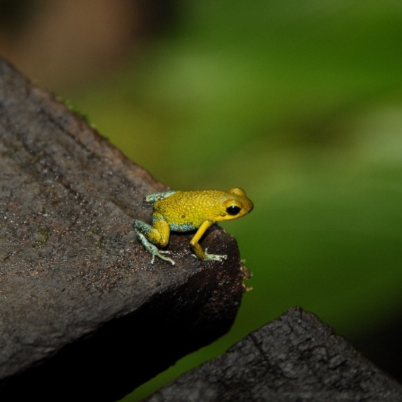 frogs of manuel antonio