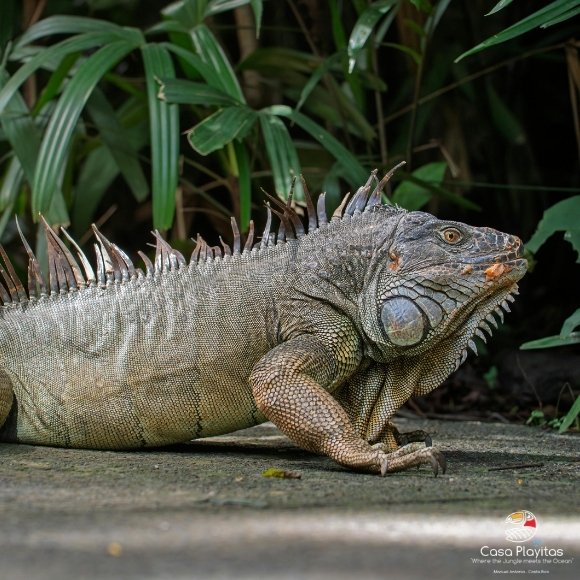 iguana manuel antonio