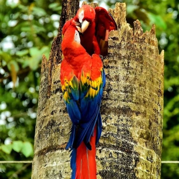 macaws manuel antonio costa rica