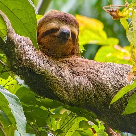 sloth manuel antonio costa rica