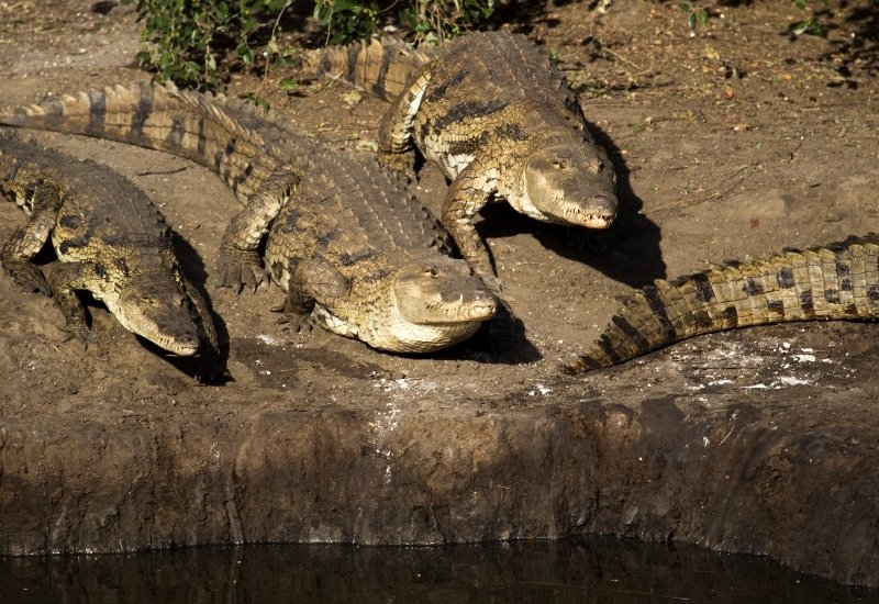 tarcoles bridge costa rica