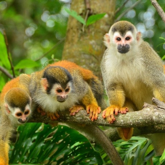 titi monkeys manuel antonio