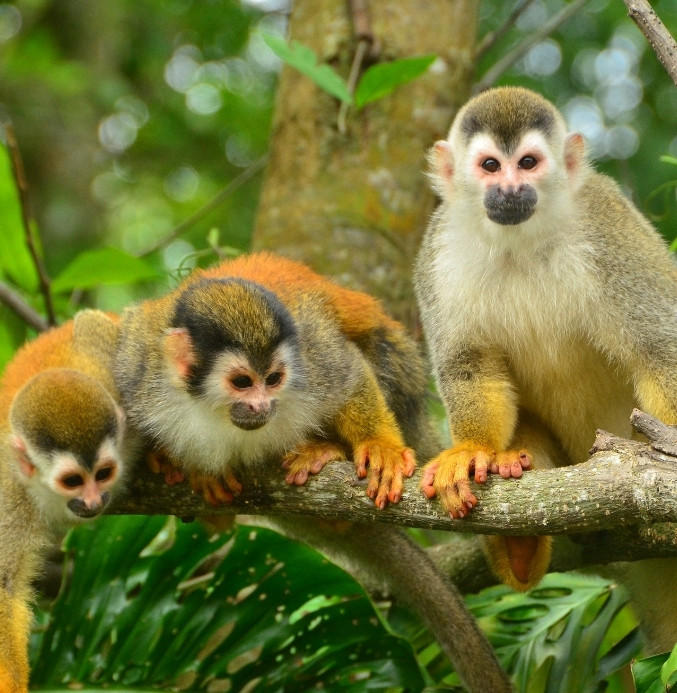 wildlife tours manuel antonio costa rica