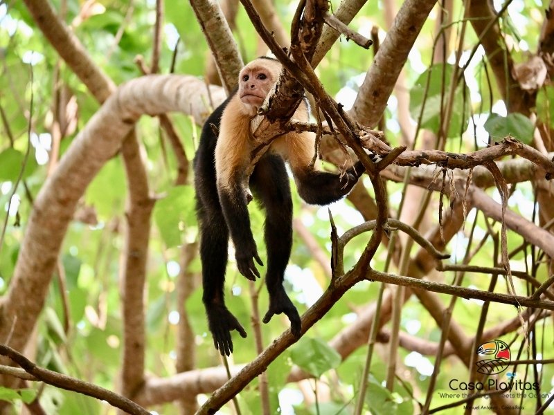 Damas Island Mangrove Kayaking manuel antonio