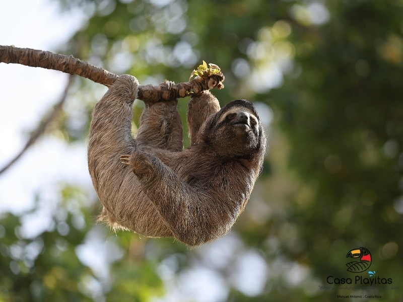Private Guided Tour of Manuel Antonio National Park