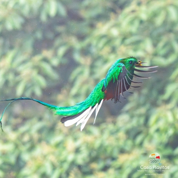 manuel antonio park birds
