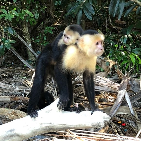 manuel antonio park sloth