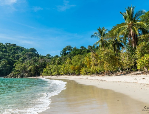 Manuel Antonio National Park Visitor Guide | Costa Rica