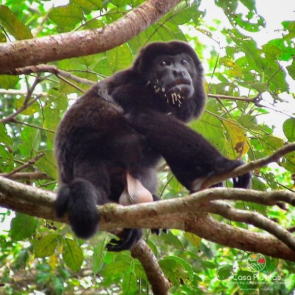 manuel antonio park howler monkeys