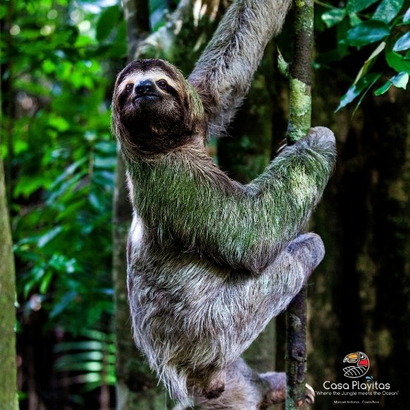 manuel antonio park sloth
