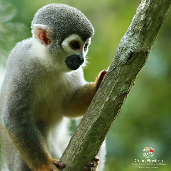 manuel antonio park titi monkey
